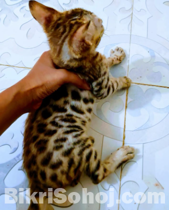 bengal male cat kitten